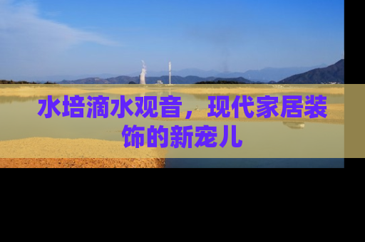 水培滴水观音，现代家居装饰的新宠儿