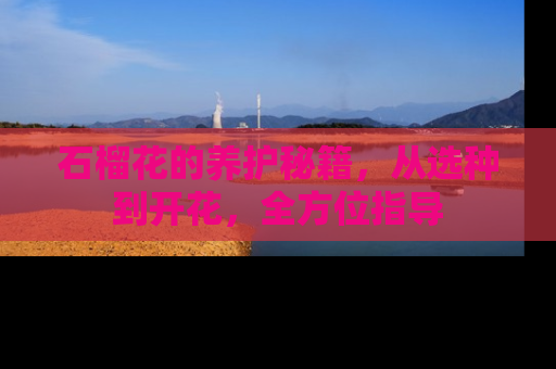 石榴花的养护秘籍，从选种到开花，全方位指导