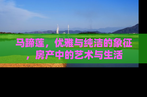 马蹄莲，优雅与纯洁的象征，房产中的艺术与生活