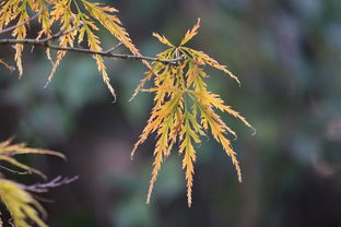 网友热议，从37度的炽热夏天到40度炙热秋天的转变——气候变迁下的生活新常态